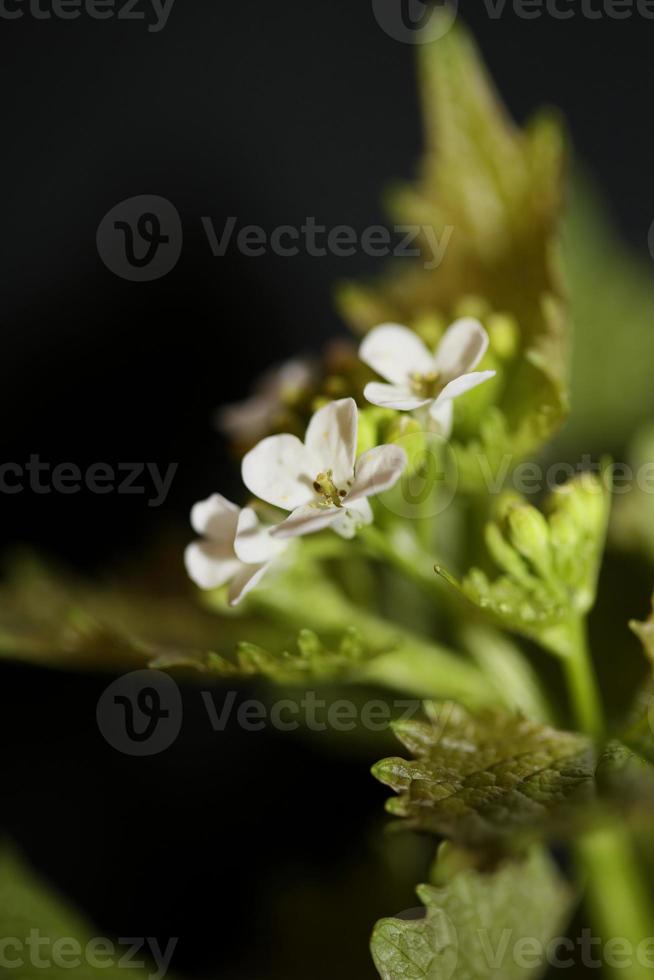 bloem close-up diplotaxis erucoides familie Brassicaceae botanicaly foto