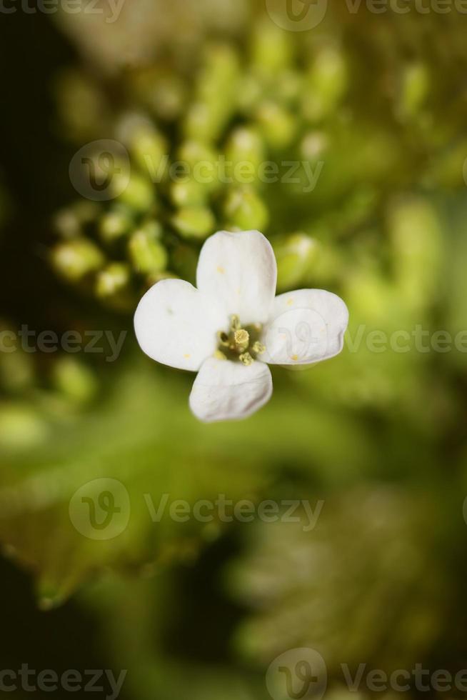 bloem close-up diplotaxis erucoides familie Brassicaceae botanicaly foto