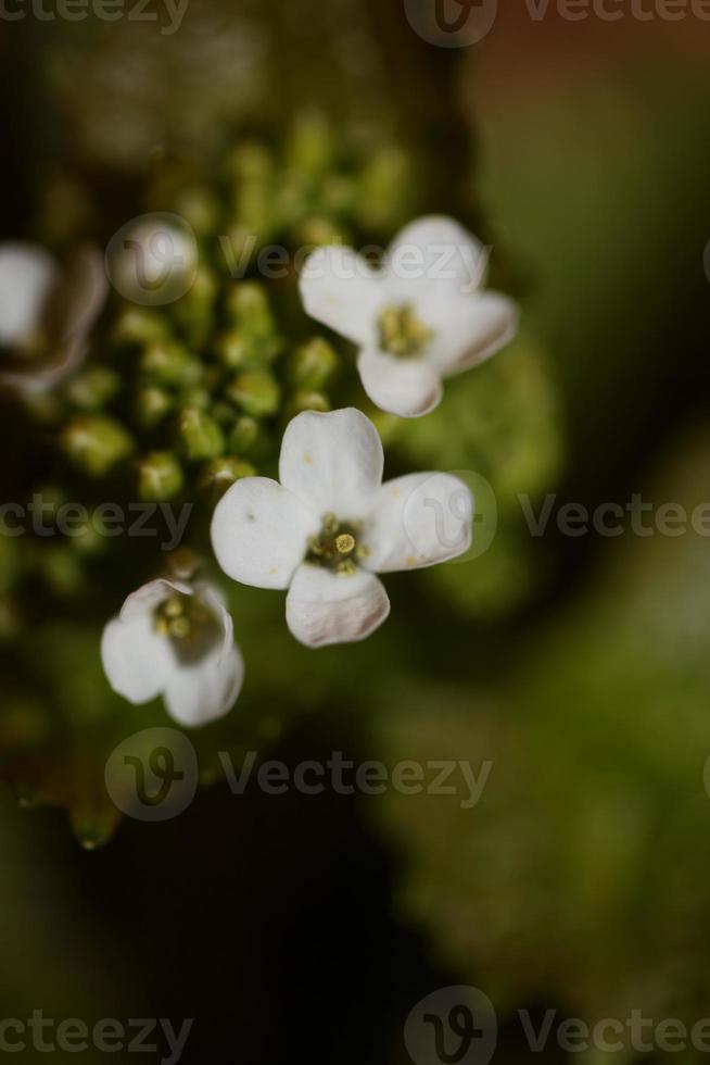 bloem close-up diplotaxis erucoides familie Brassicaceae botanicaly foto