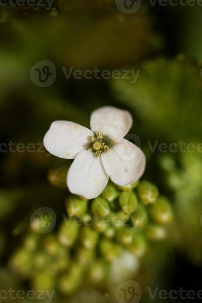 bloem close-up diplotaxis erucoides familie Brassicaceae botanicaly foto