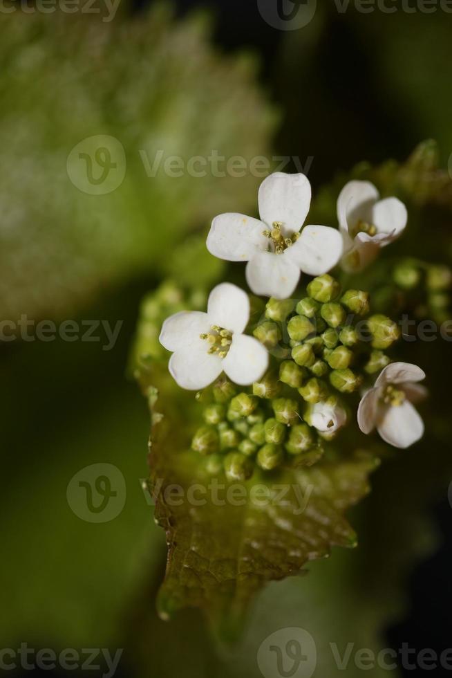bloem close-up diplotaxis erucoides familie Brassicaceae botanicaly foto