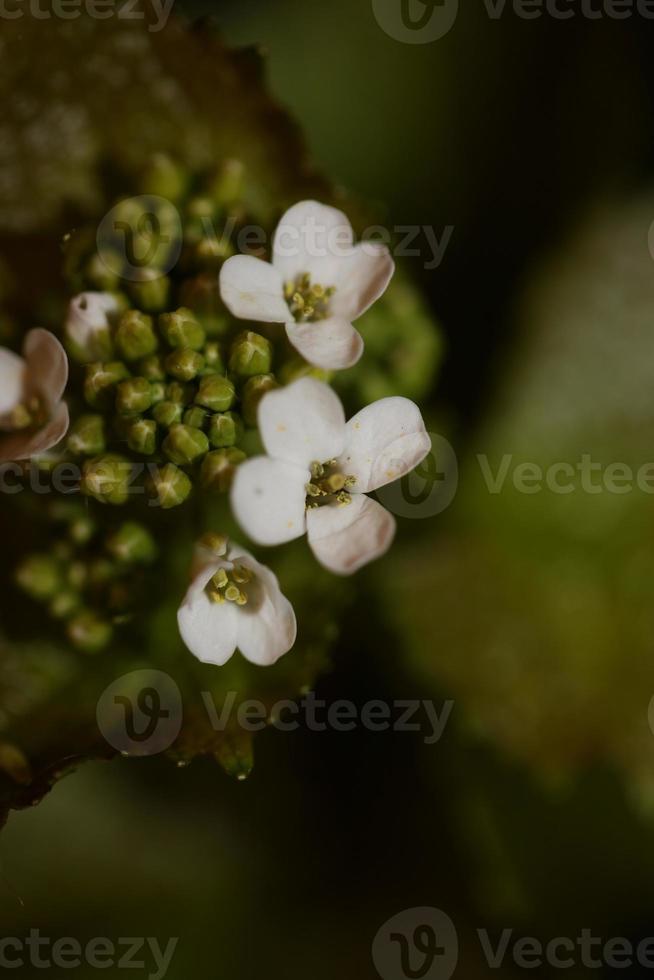 bloem close-up diplotaxis erucoides familie Brassicaceae botanicaly foto