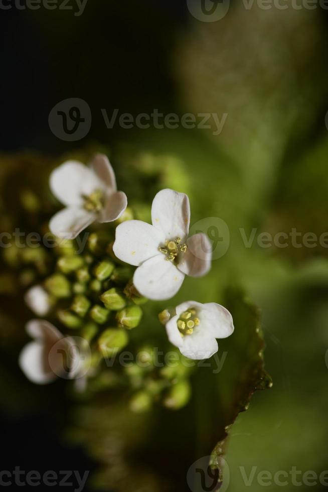 bloem close-up diplotaxis erucoides familie Brassicaceae botanicaly foto