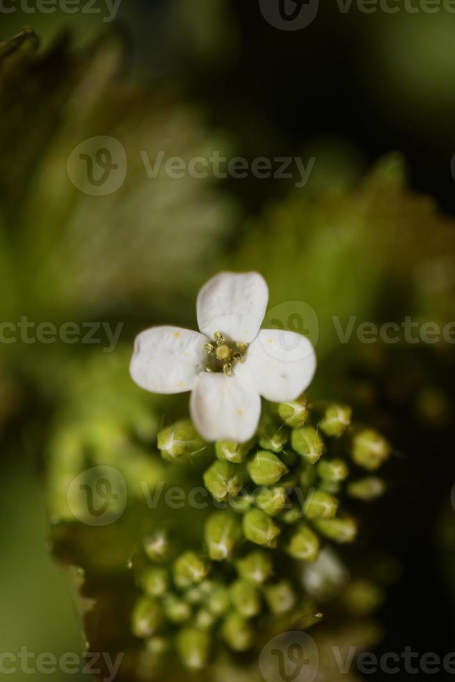 bloem close-up diplotaxis erucoides familie Brassicaceae botanicaly foto