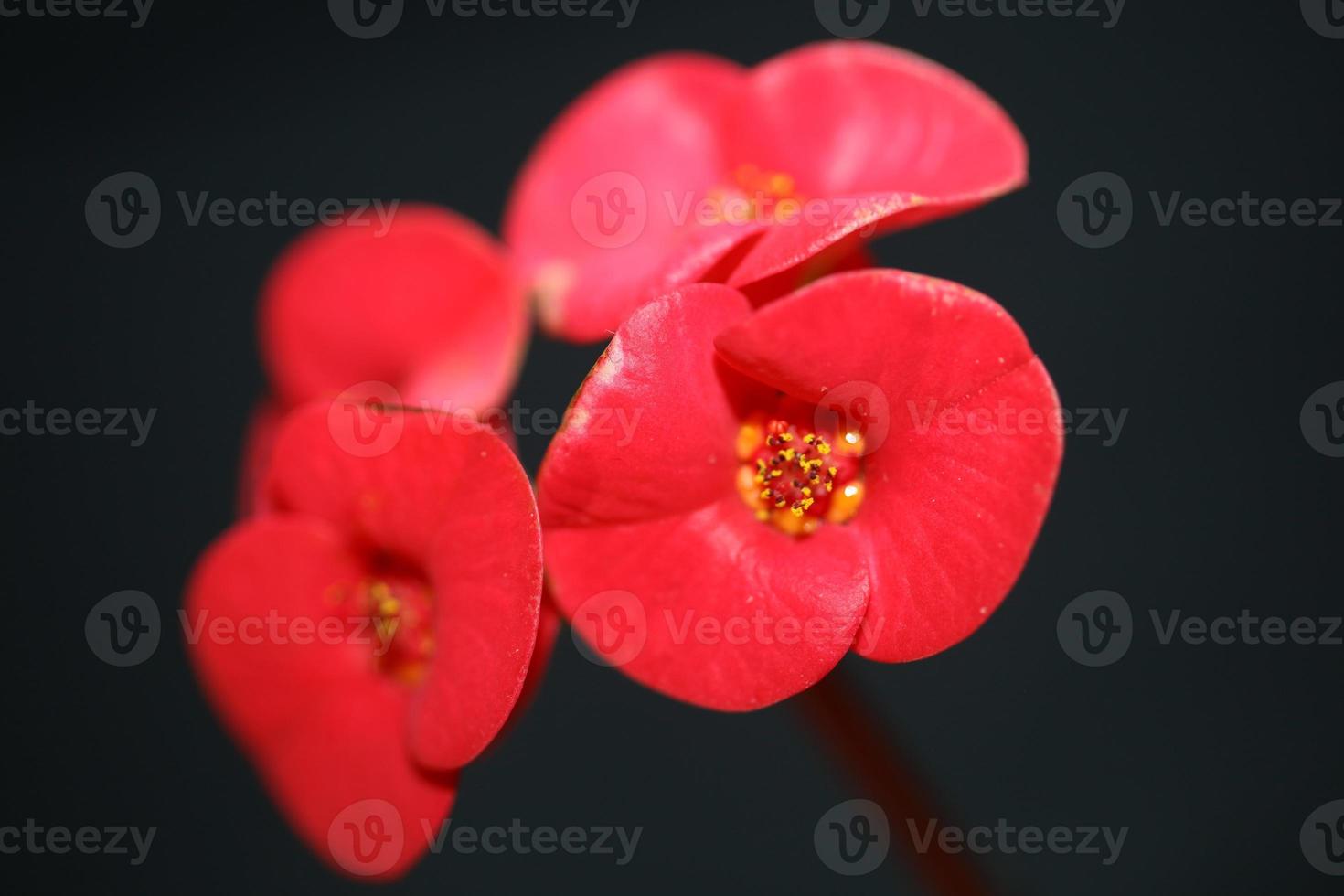 bloem close-up Euphorbia milii familie Euphorbiaceae Botanisch foto