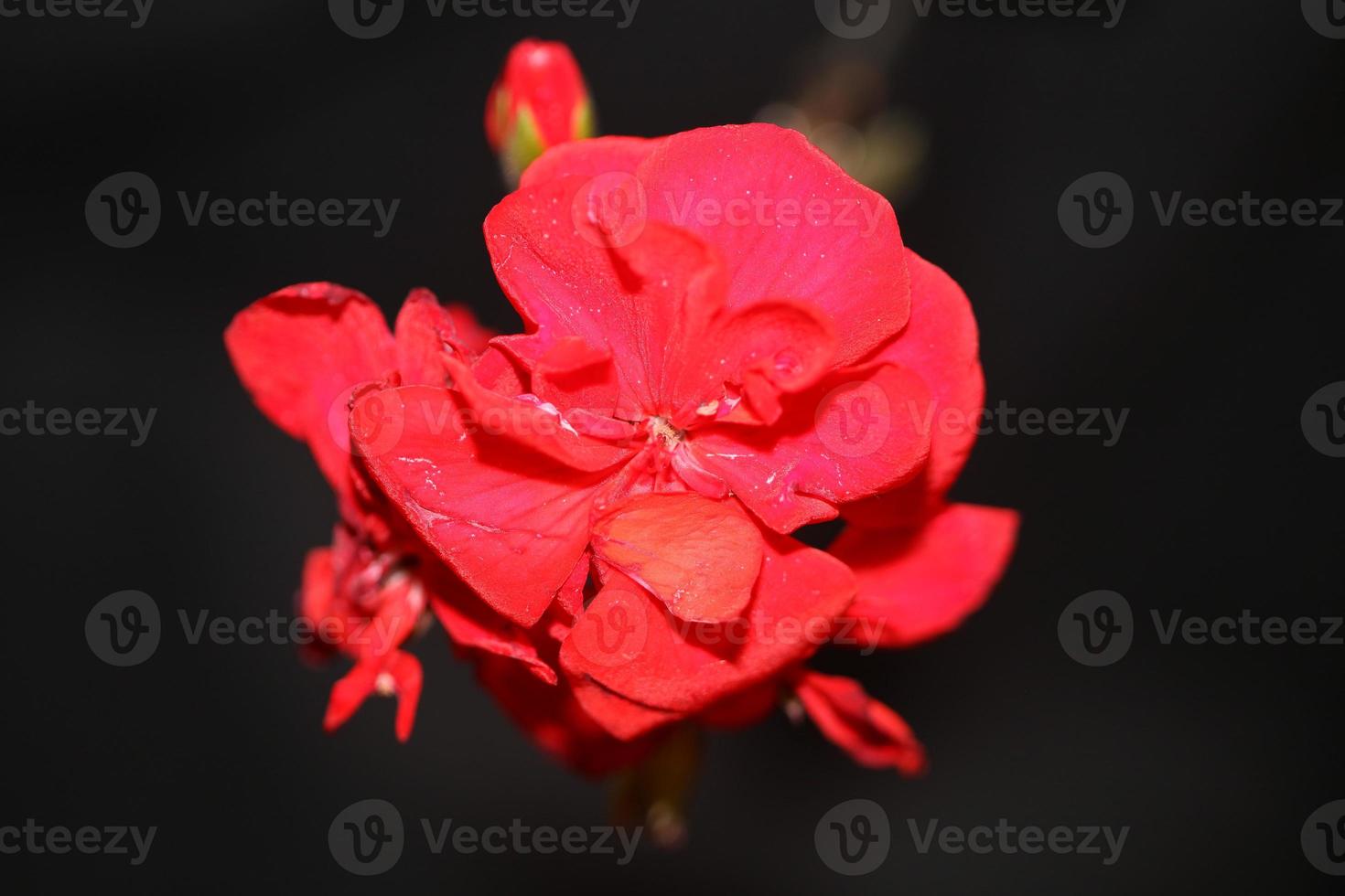 geranium bloem close-up familie geraniaceae achtergrond botanische print foto