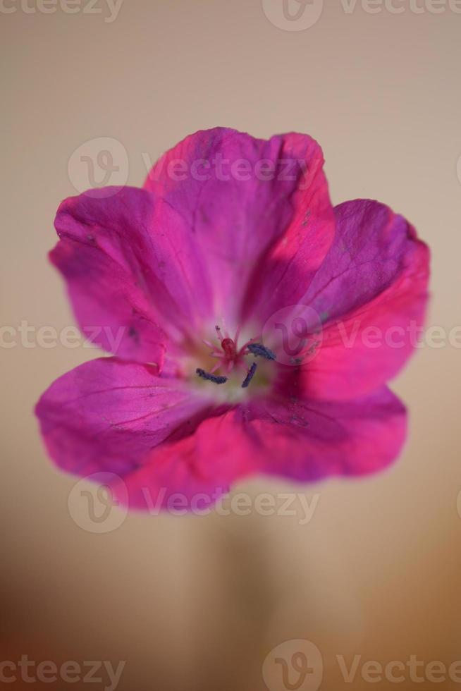 bloem bloesem close-up achtergrond geranium foto