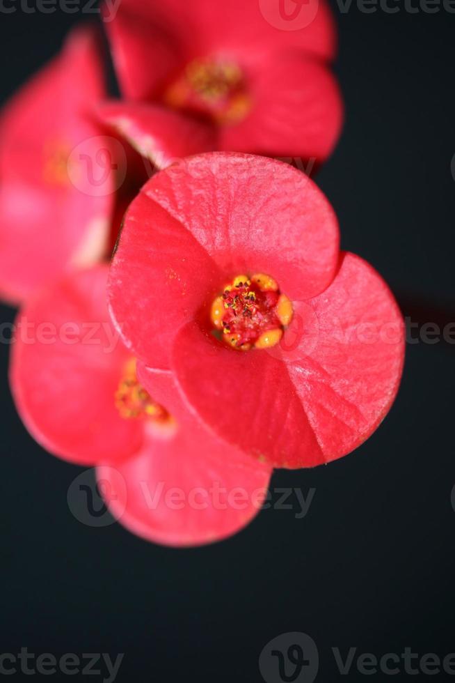 bloem close-up Euphorbia milii familie Euphorbiaceae Botanisch foto