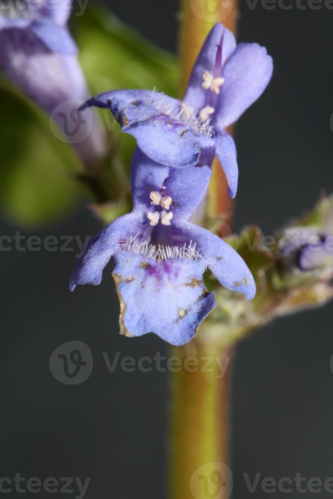 bloem bloesem glechoma hederacea l. familie lamiaceae botanisch foto