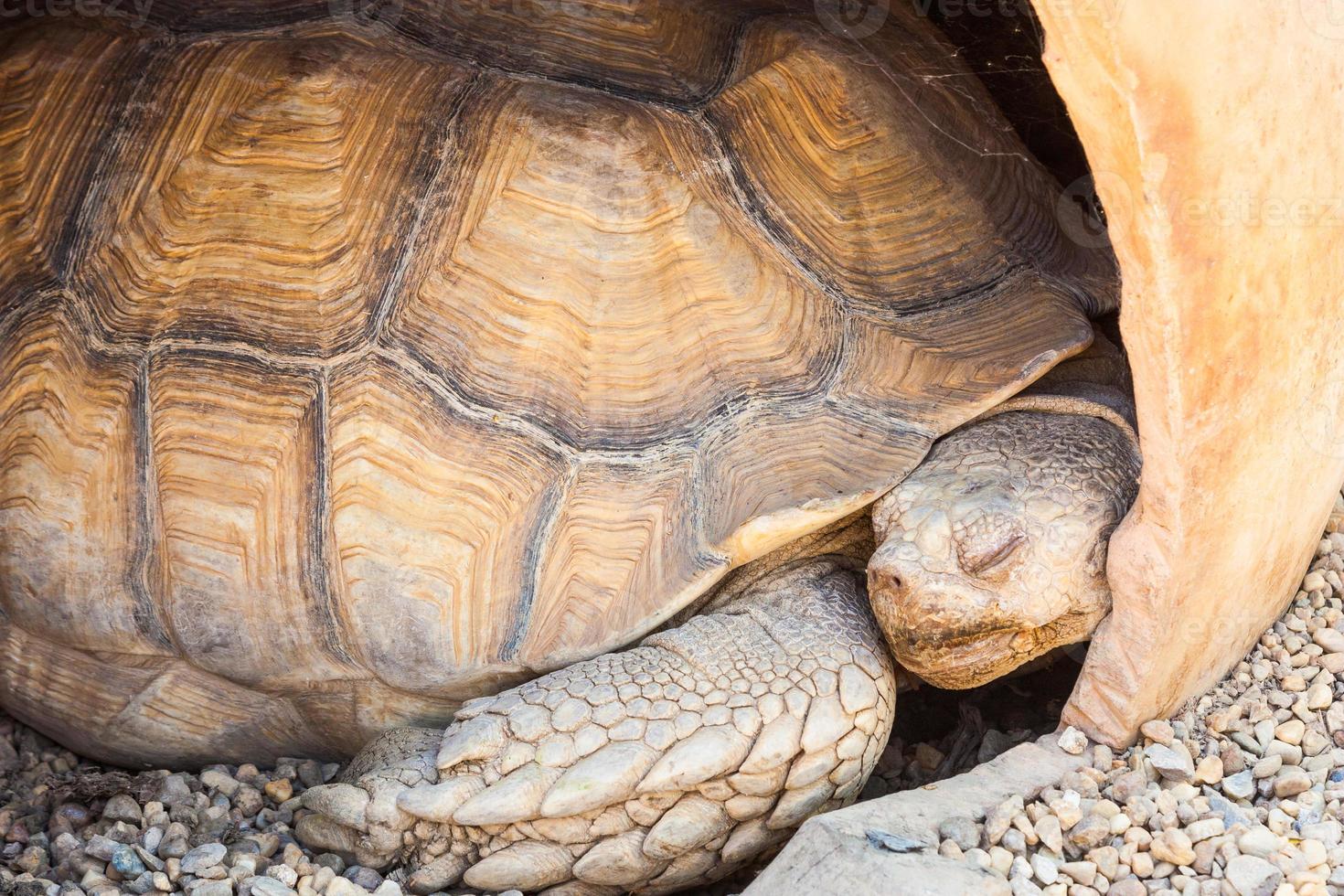 Afrikaanse aangespoorde schildpad foto