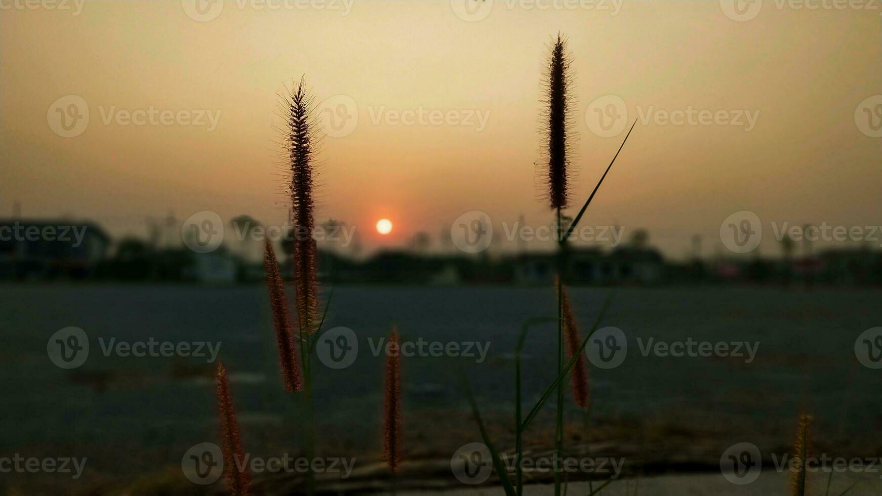 zonsondergangkleurig landschap achtergrond met onkruid bloemen foto