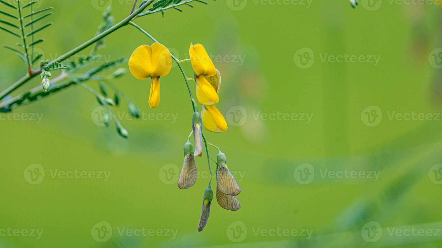 Sesbania, sesbanea erwt, sesbania bloemen bloeiend Aan boom foto