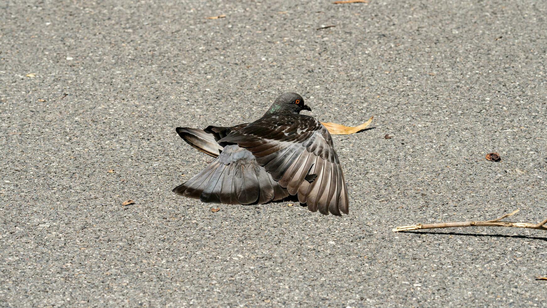 duif is aan het liegen Aan de grond in de tuin. foto