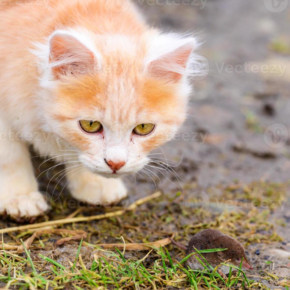 gember en wit katje met zijn prooi van een muis foto