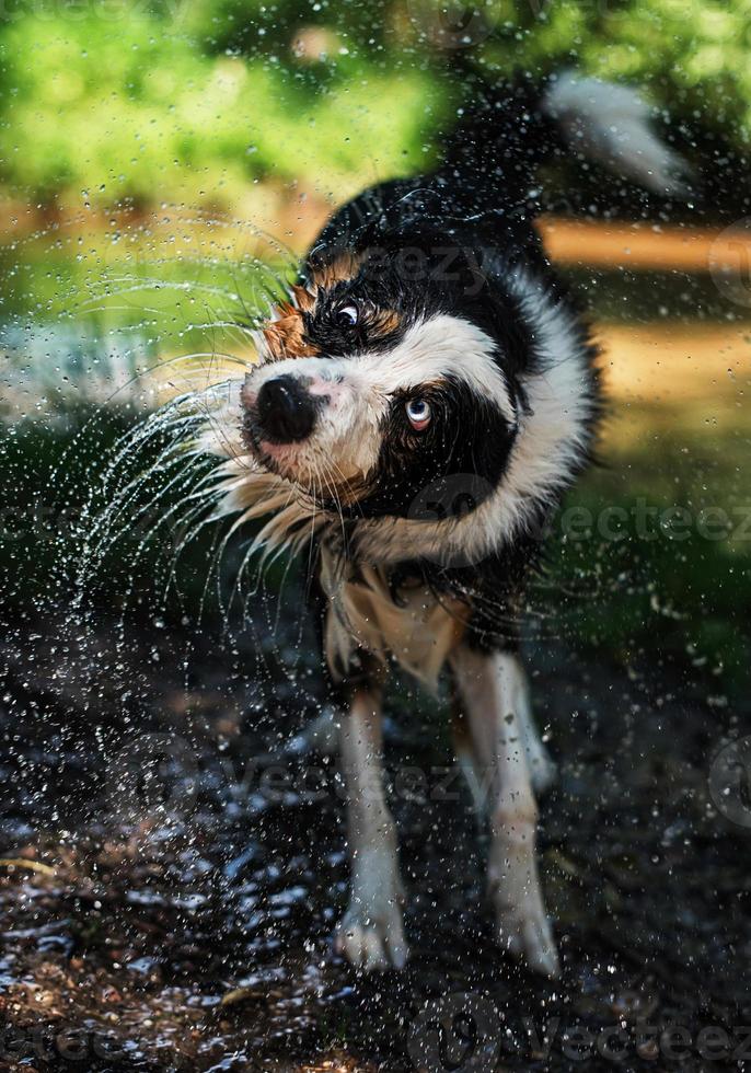 border collie en waterspel foto