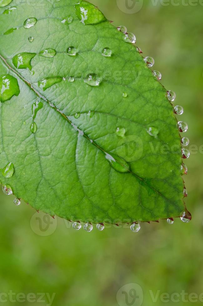 gekarteld groen blad met dauwdruppels foto