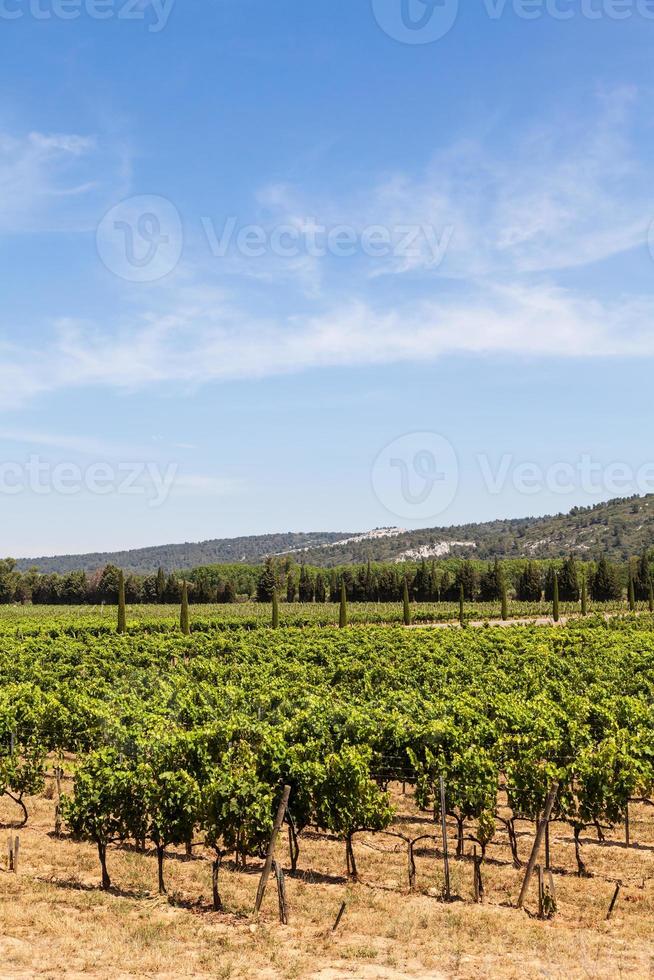 provence wijngaard, frankrijk foto