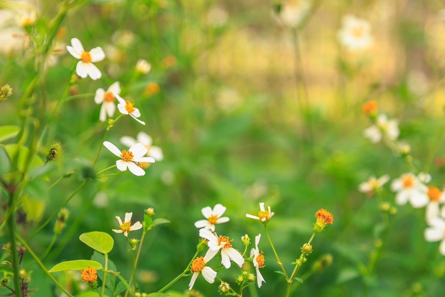 bloemen madeliefjes in de zomer lente zomer natuurlijk foto