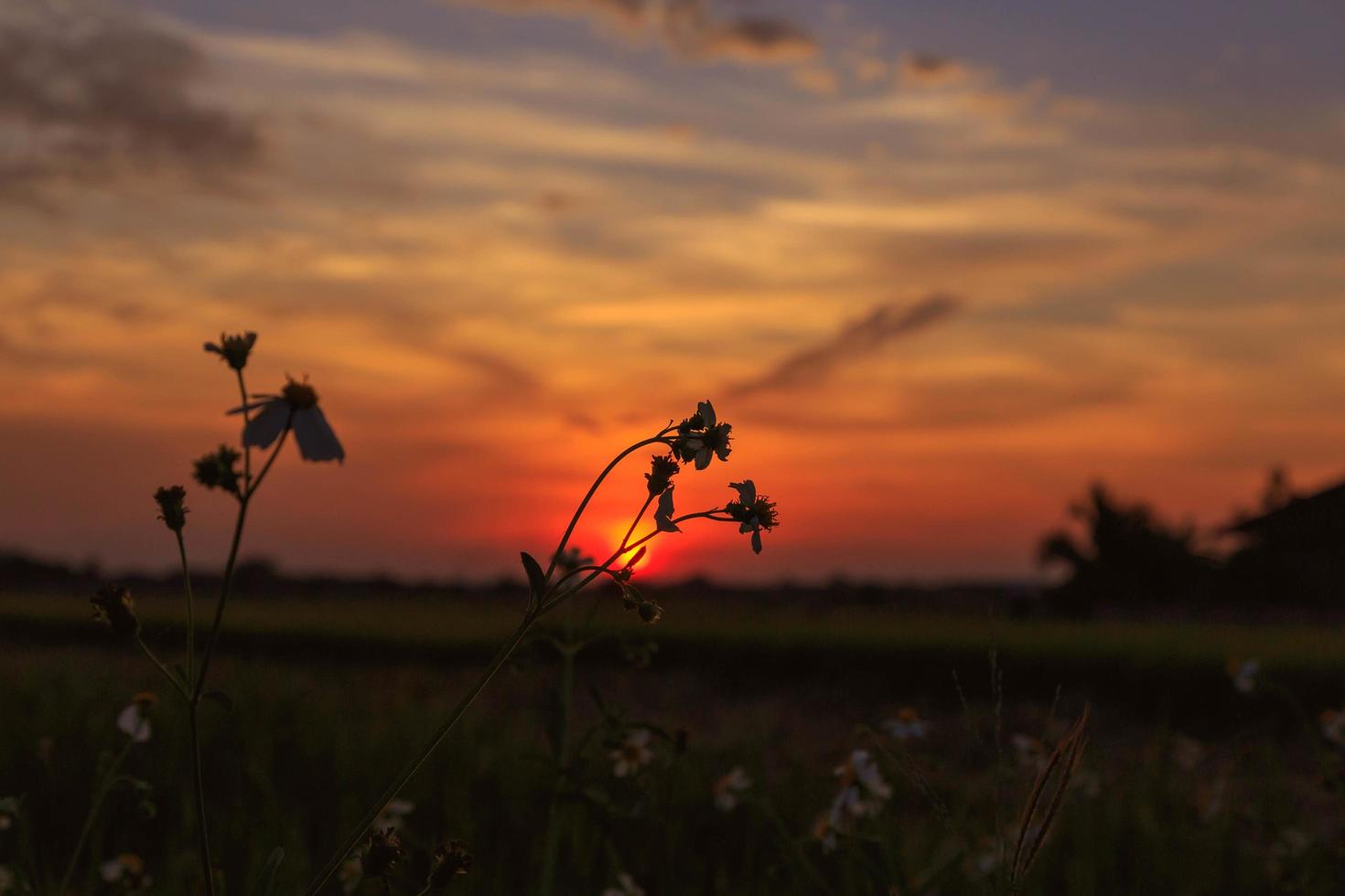 de bloem en zonsondergang achtergrond foto