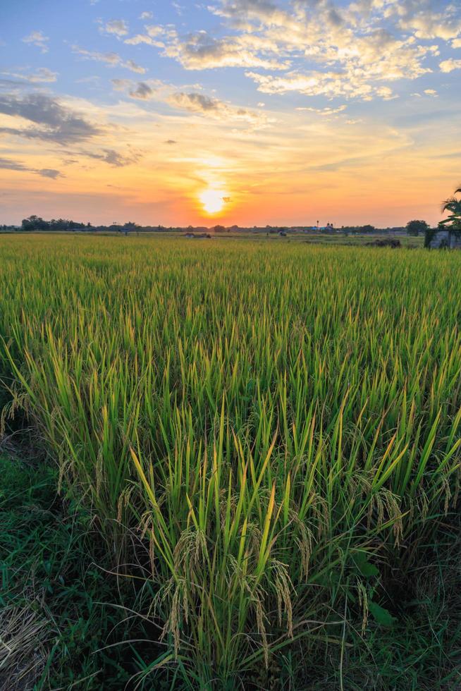 rijstvelden en uitzicht op de zonsonderganghemel foto