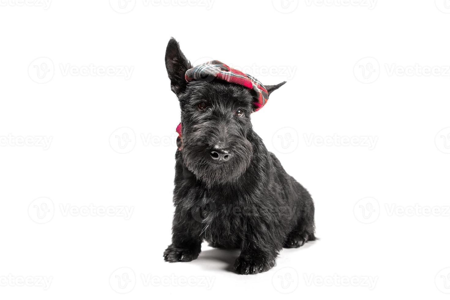 zwarte Schotse terriër puppy op een witte achtergrond foto