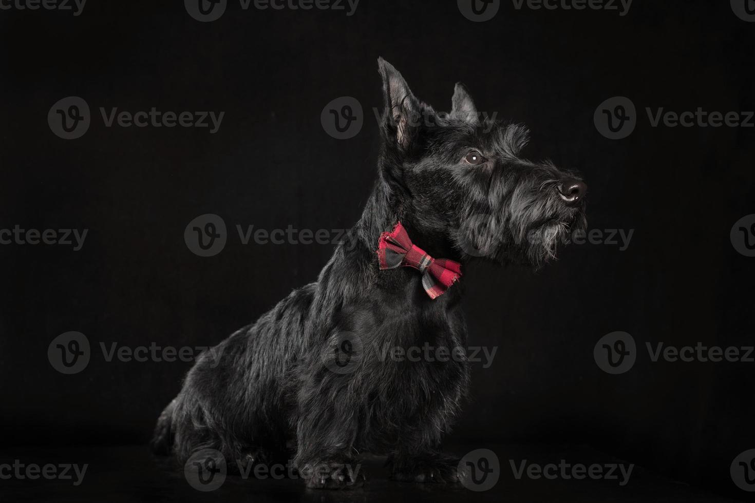 zwarte Schotse terriër pup op donkere achtergrond foto