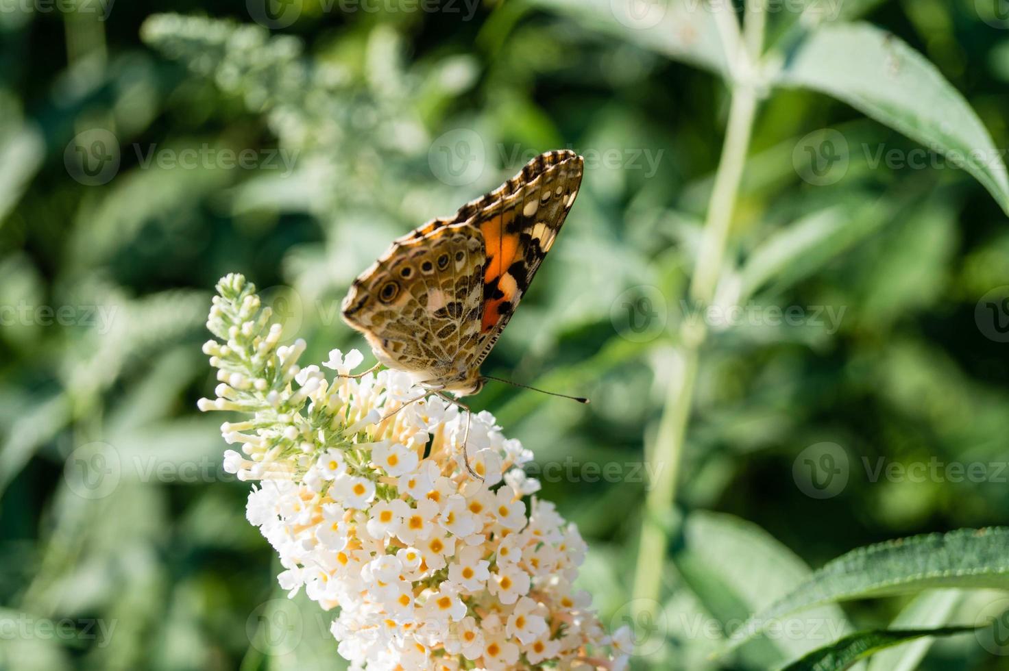 vlinder vanessa cardui of cynthia cardui in de tuin foto