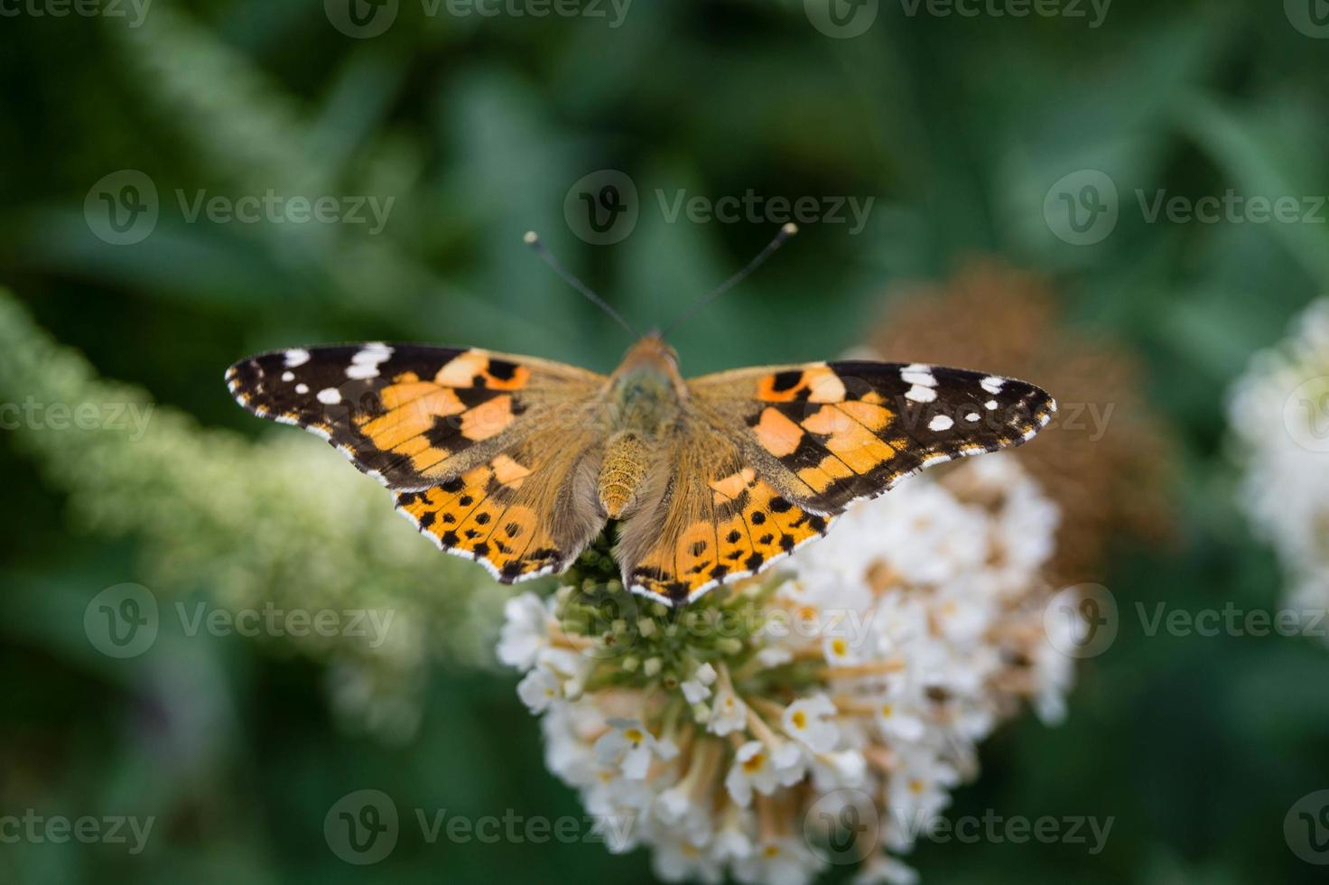 vlinder vanessa cardui of cynthia cardui in de tuin foto