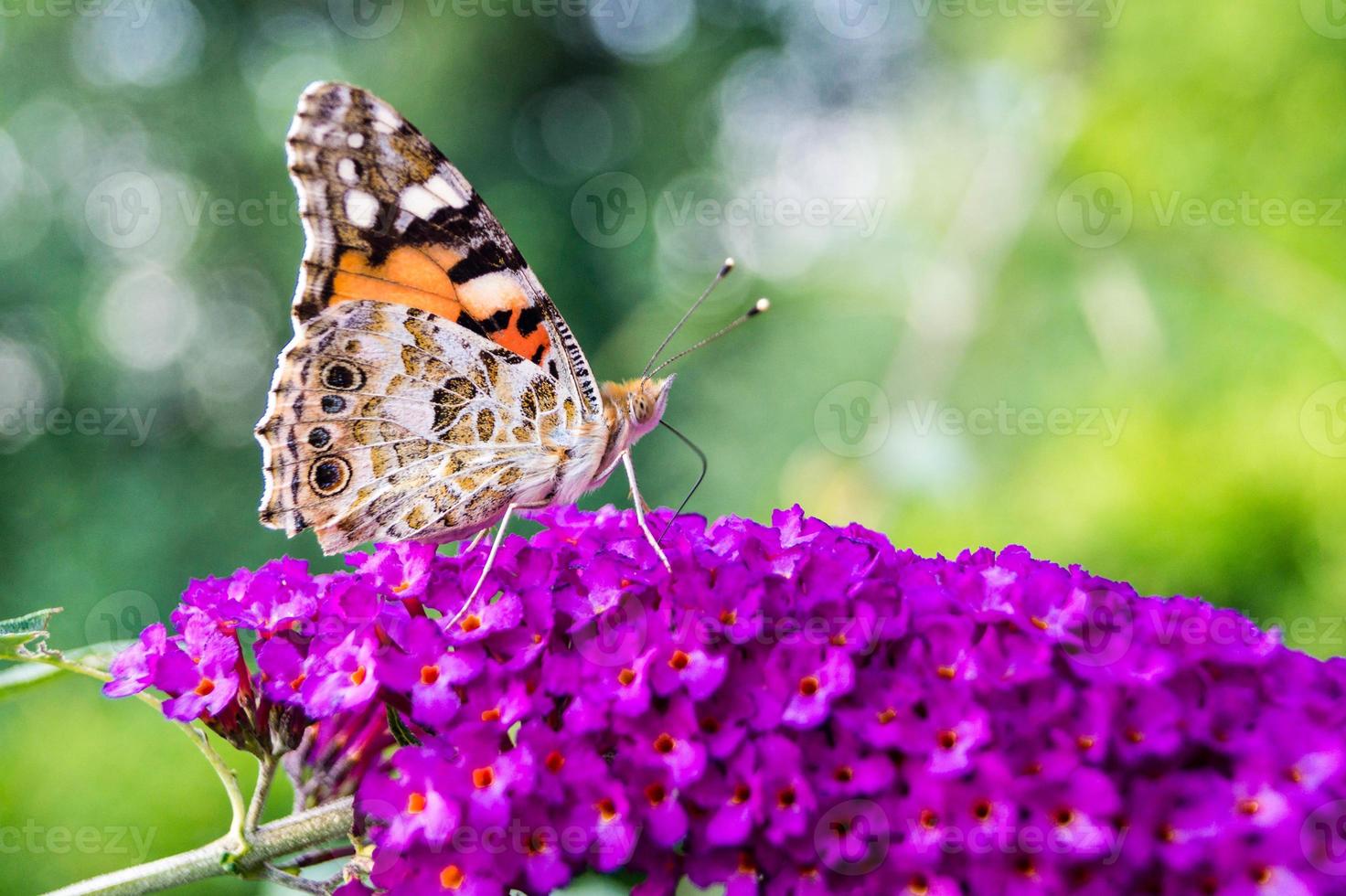 vlinder vanessa cardui of cynthia cardui in de tuin foto