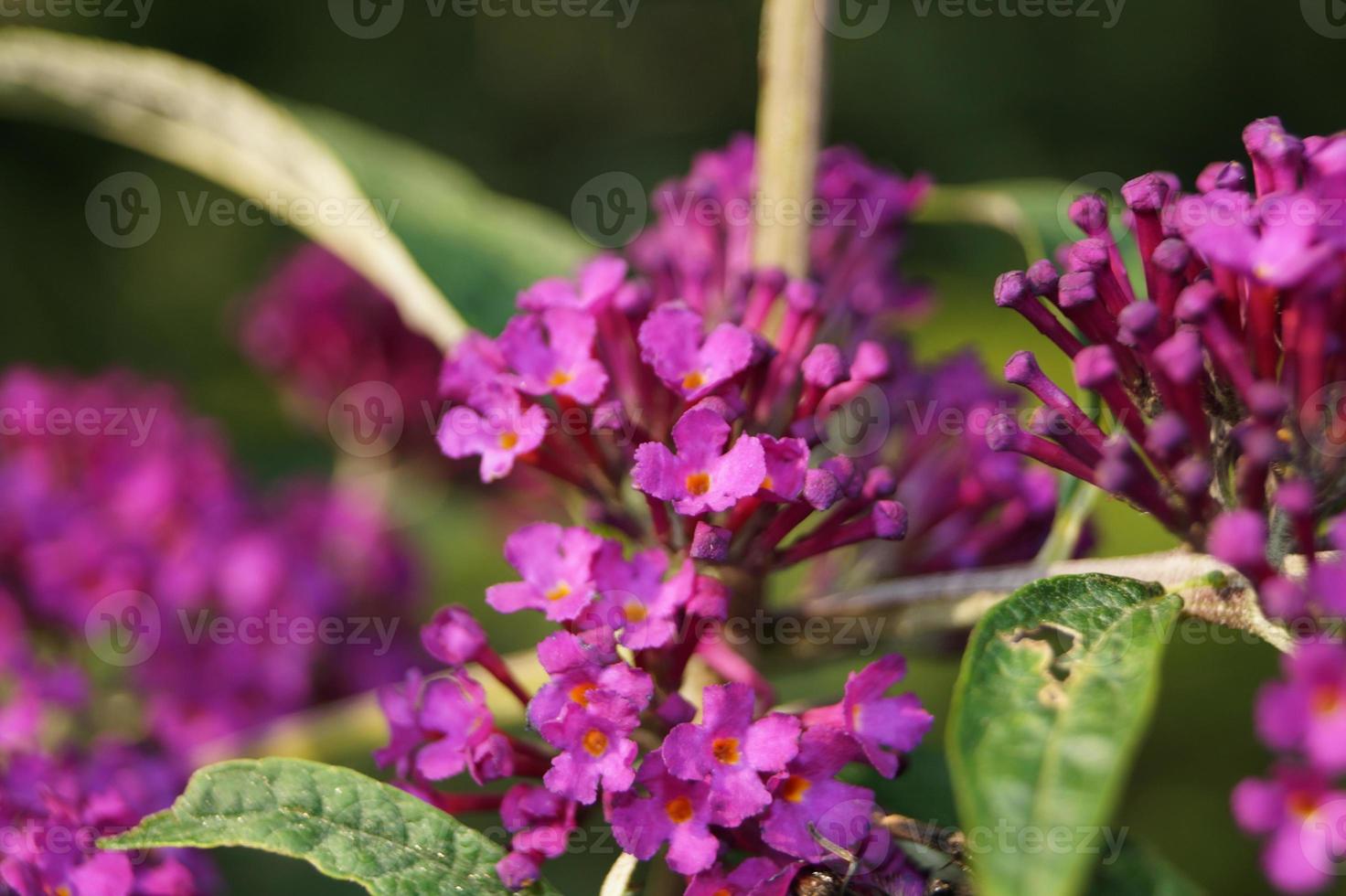 buddleja davidii de vlinderstruik foto