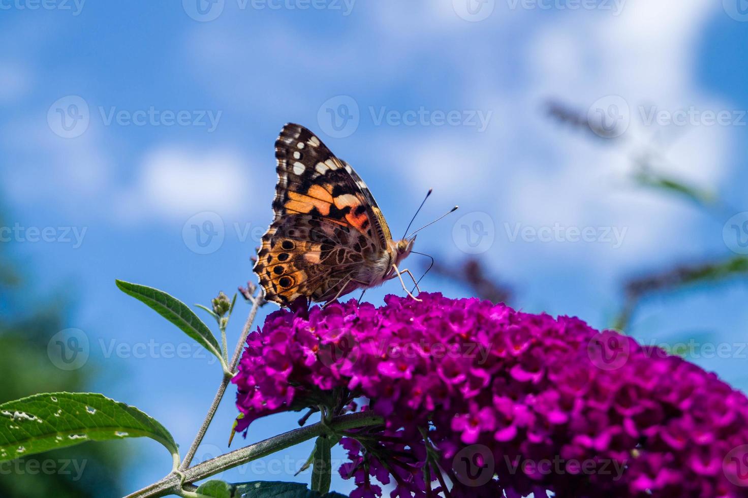 buddleja davidii de vlinderstruik foto