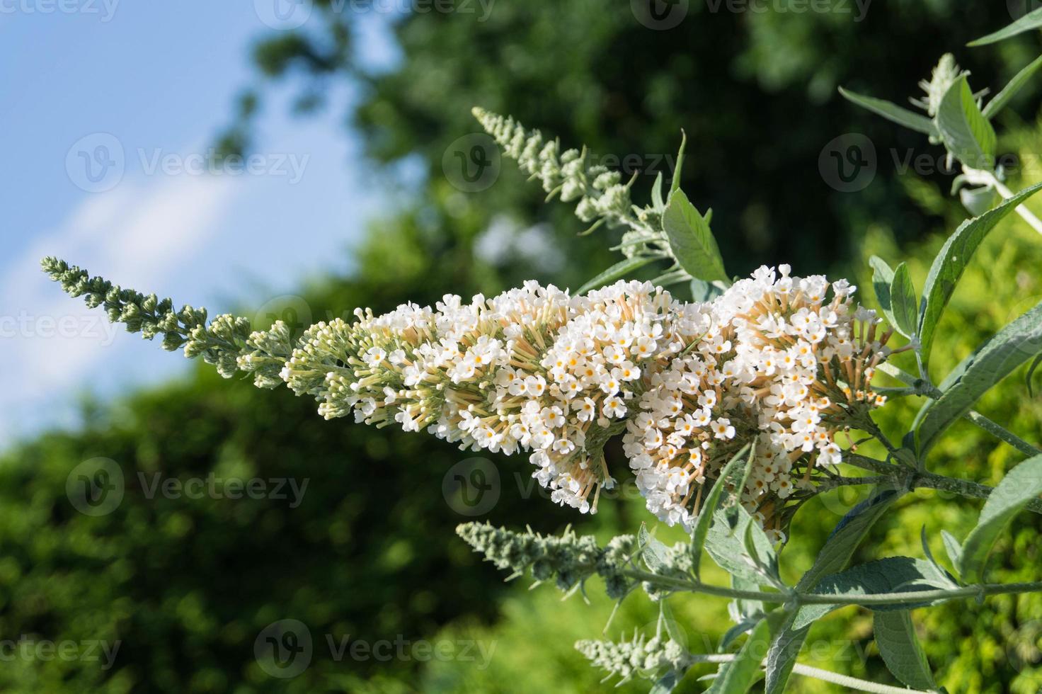 buddleja davidii de vlinderstruik foto