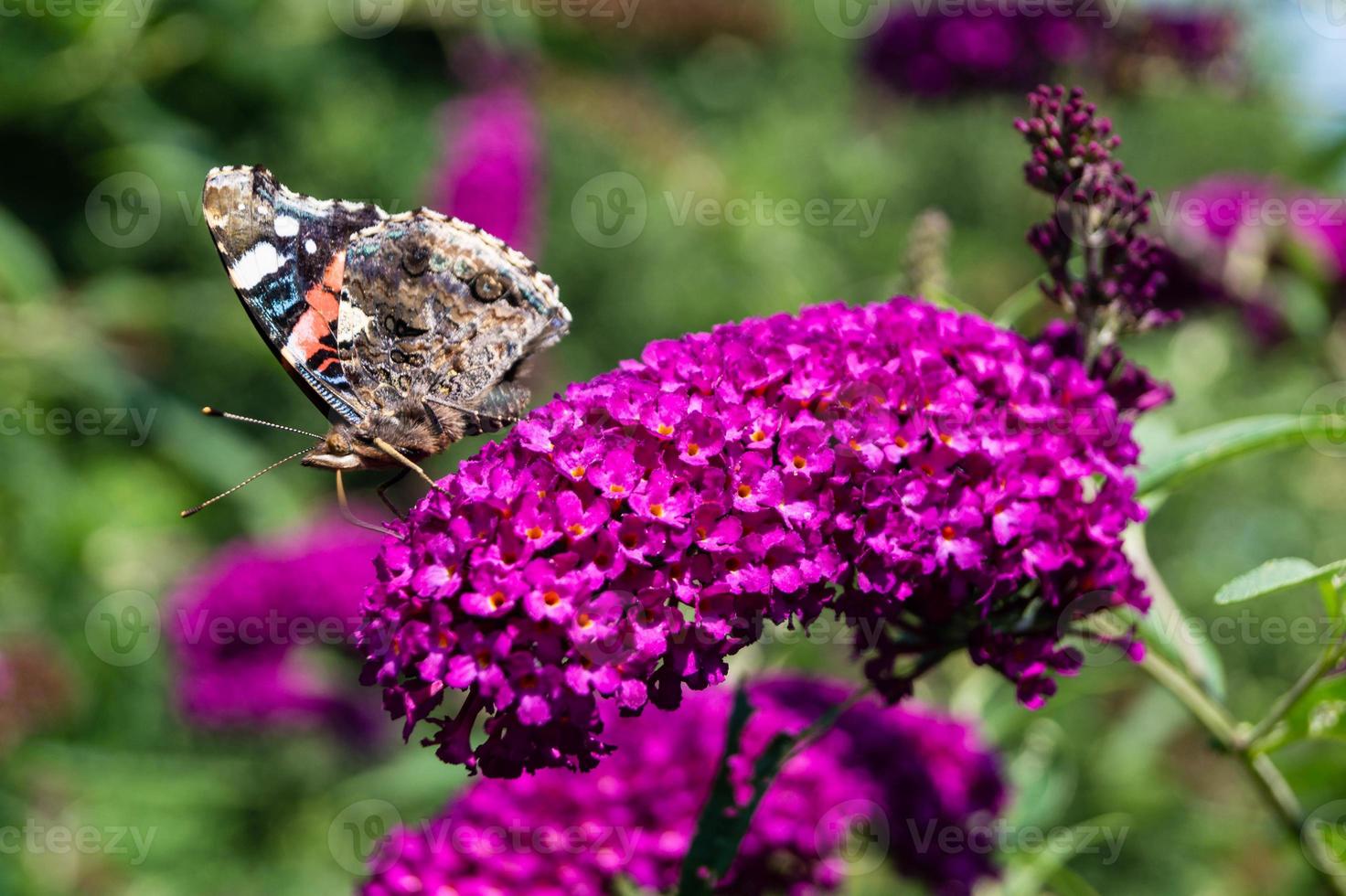 buddleja davidii de vlinderstruik foto