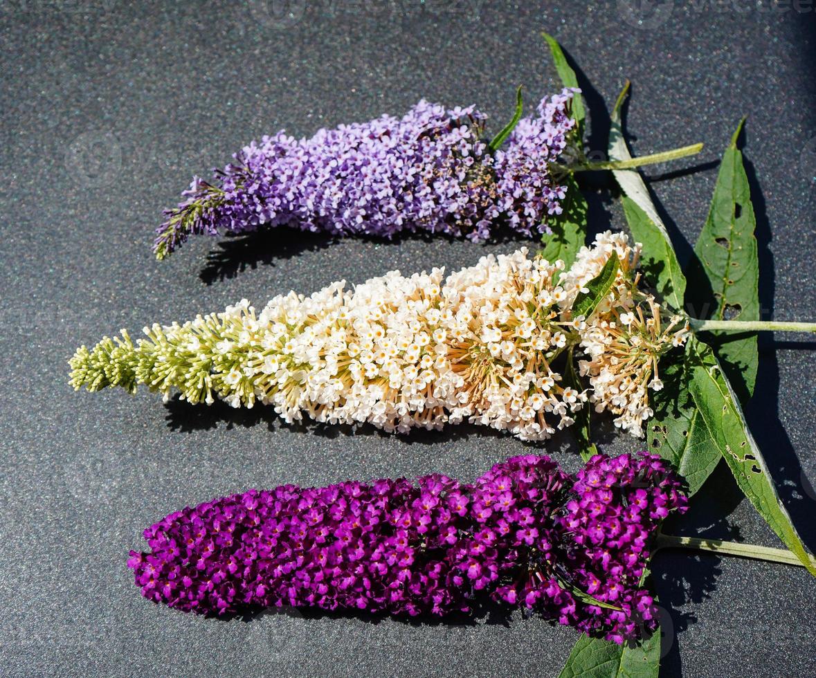 buddleja davidii de vlinderstruik foto