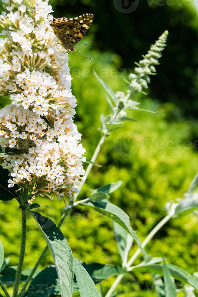 buddleja davidii de vlinderstruik foto