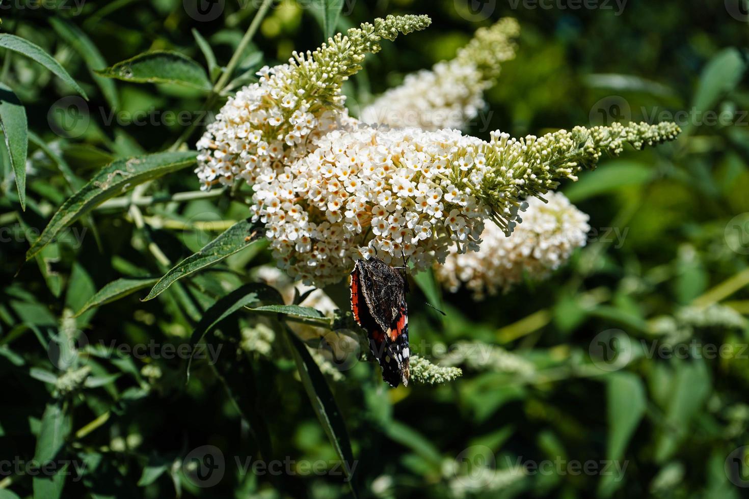 buddleja davidii de vlinderstruik foto