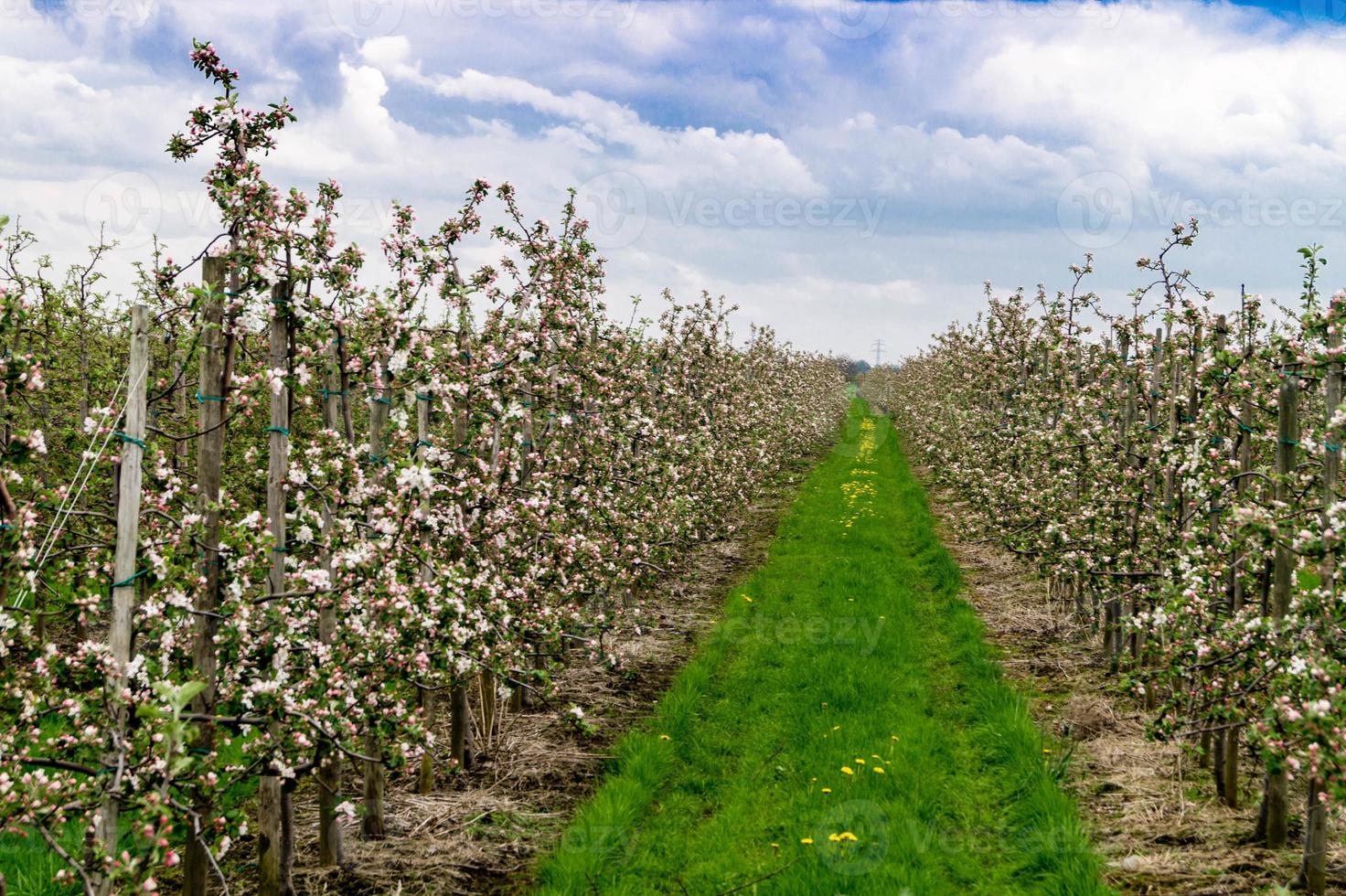 bloeiende fruitbomen in het oude land in de buurt van hamburg duitsland foto