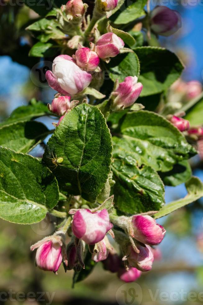 bloeiende fruitbomen in het oude land in de buurt van hamburg duitsland foto