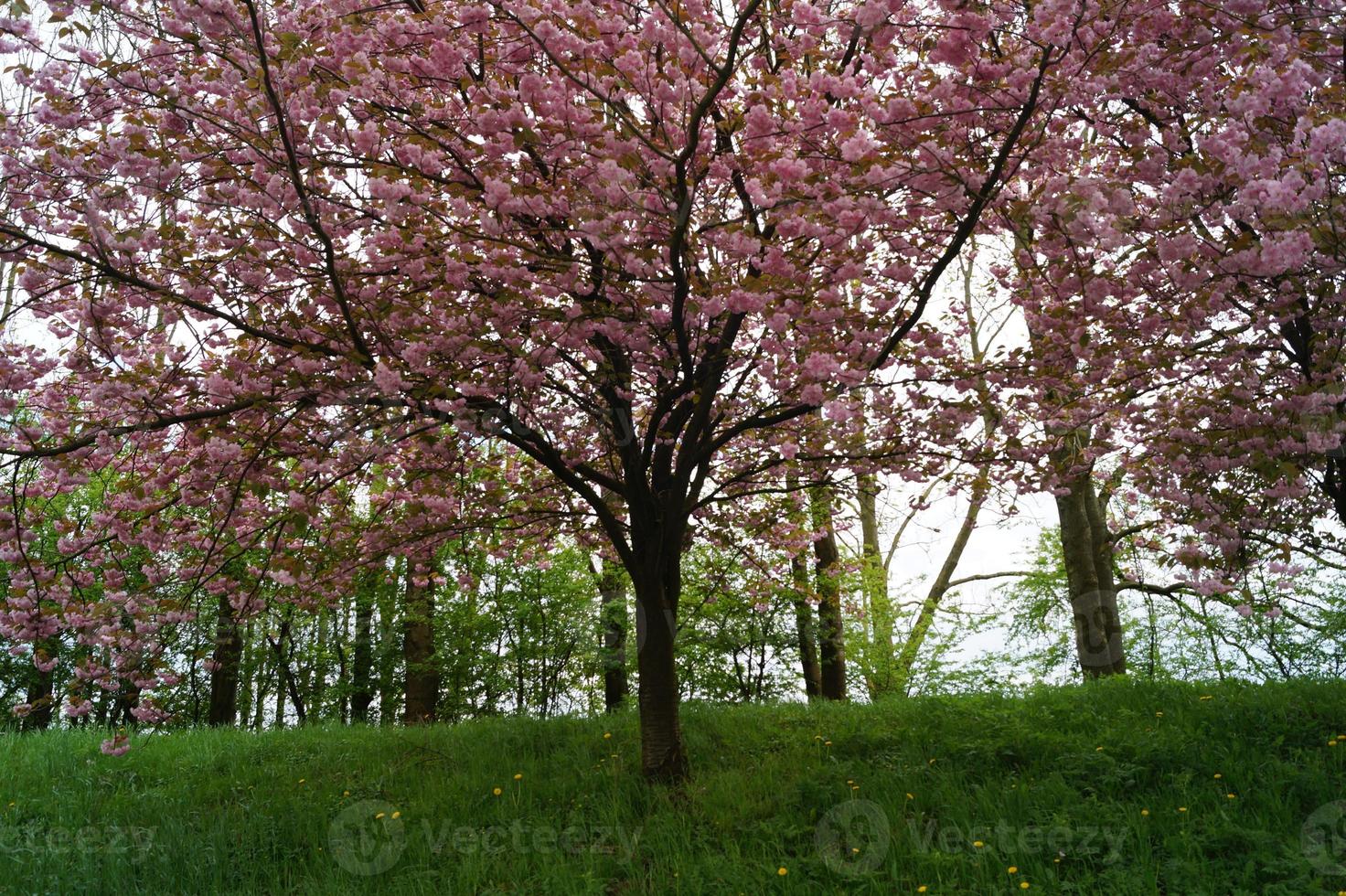 bloeiende fruitbomen in het oude land in de buurt van hamburg duitsland foto