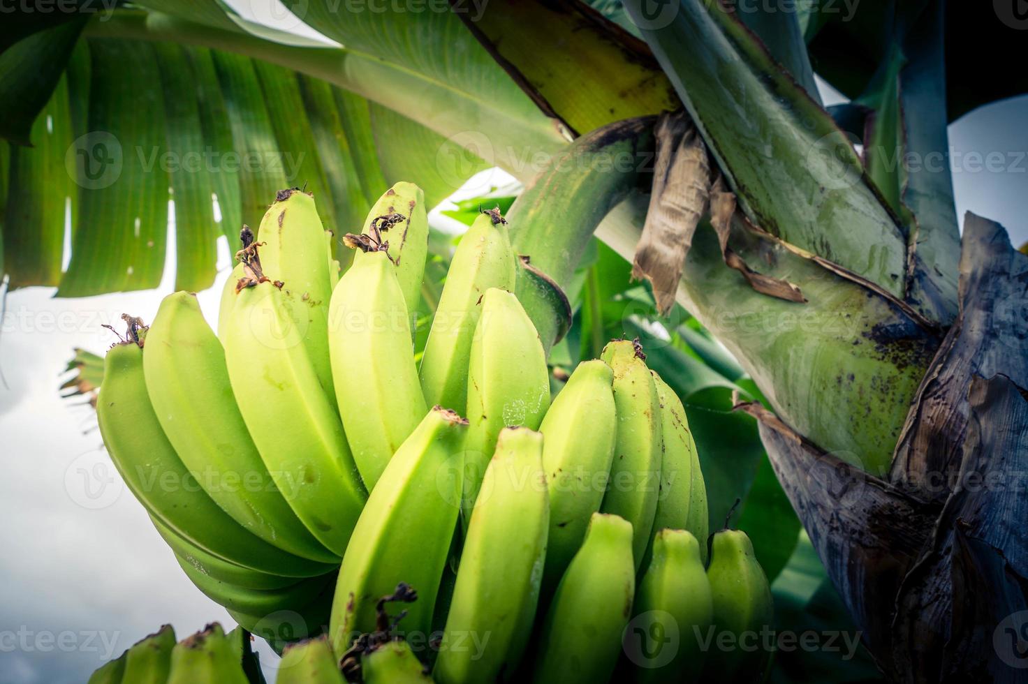 bananen op een plantage op het eiland madeira foto