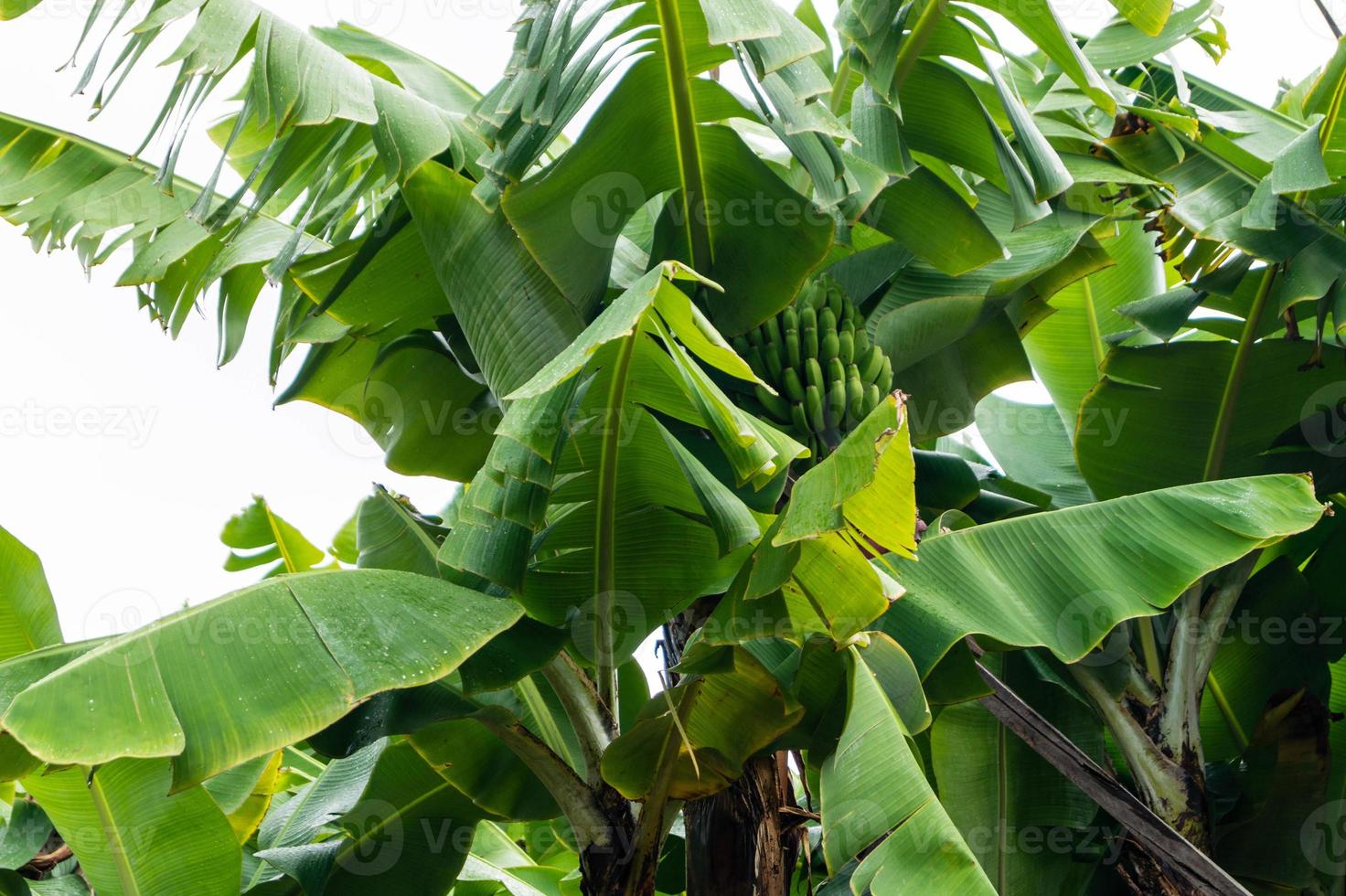 bananen op een plantage op het eiland madeira foto