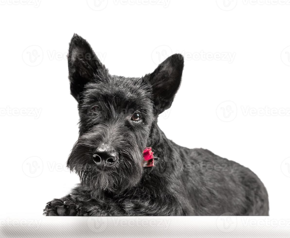 zwarte Schotse terriër puppy op een witte achtergrond foto