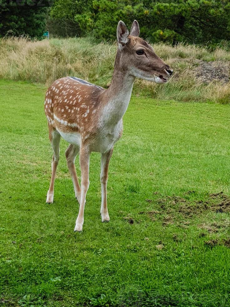 in blavand komen wilde maar vertrouwende herten naar de vakantiehuizen om gevoerd te worden foto