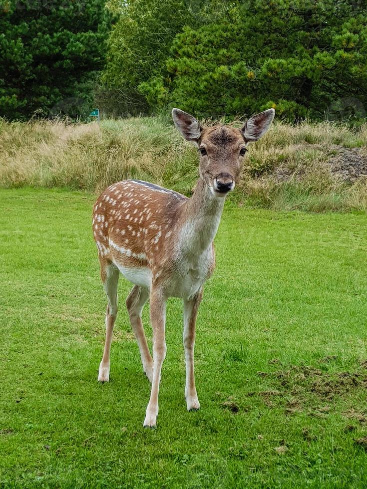 in blavand komen wilde maar vertrouwende herten naar de vakantiehuizen om gevoerd te worden foto