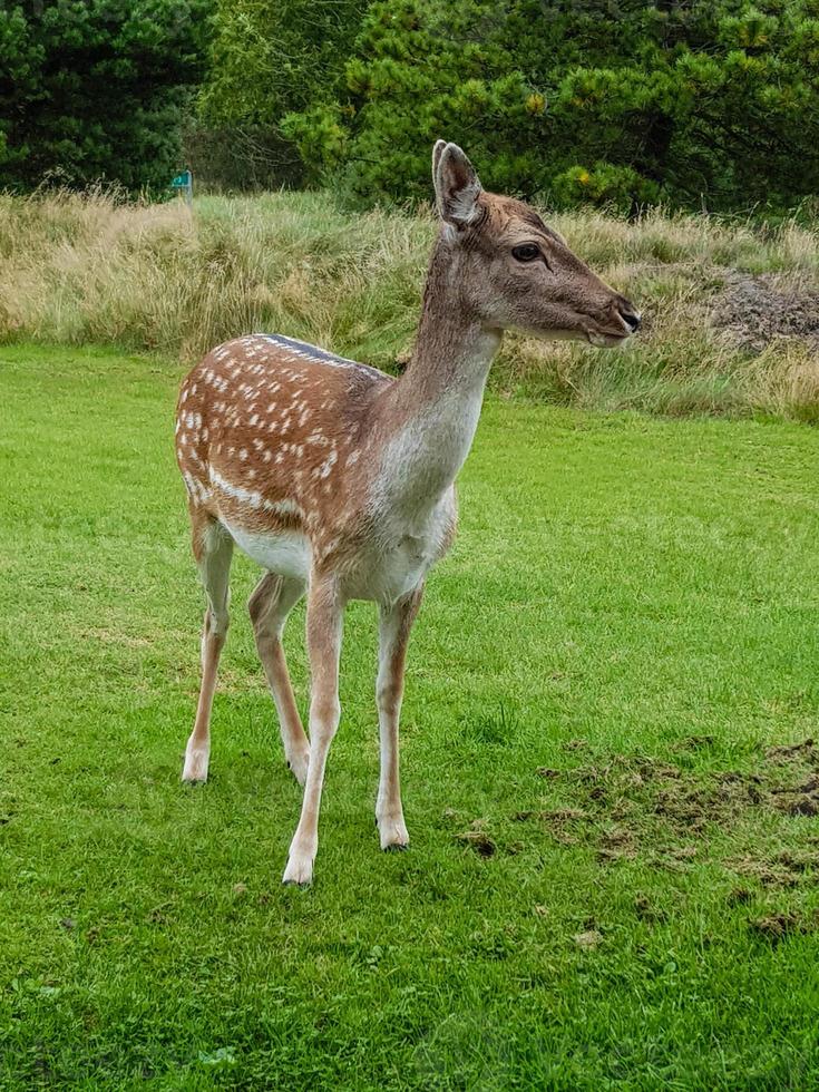 in blavand komen wilde maar vertrouwende herten naar de vakantiehuizen om gevoerd te worden foto