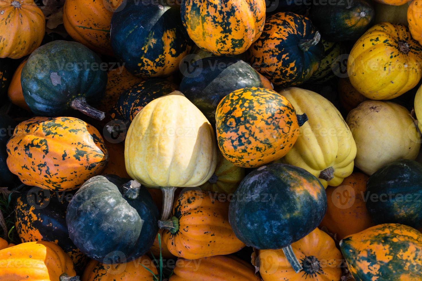 Pompoenen op een boerenmarkt foto