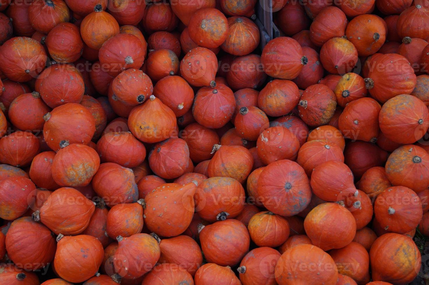 pompoenen op een boerenmarkt farmers foto