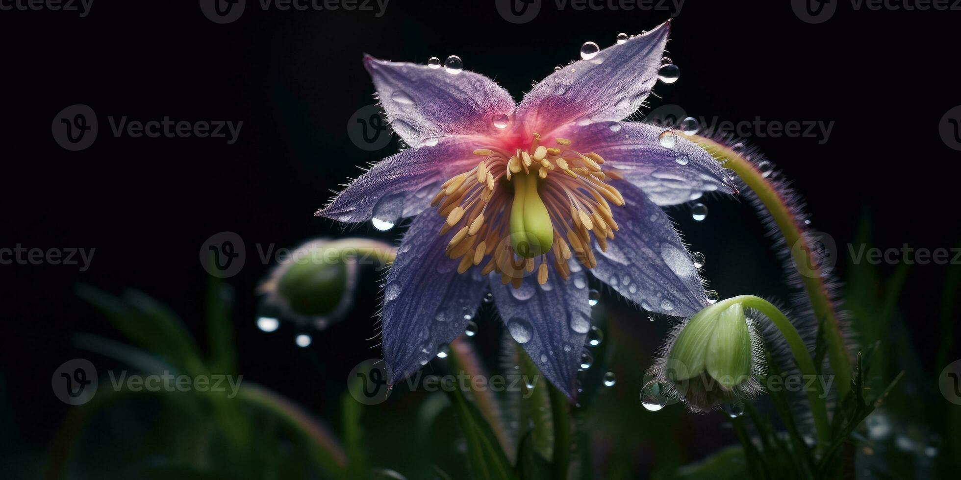pulsatilla bloem met regendruppels. beeld voor een poster of ansichtkaart. generatief ai foto
