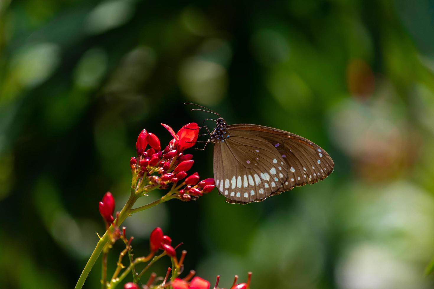 prachtige vlinder op bloem foto