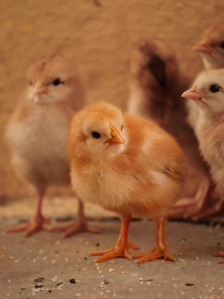 klein kuiken thuis, babykuiken met familie foto